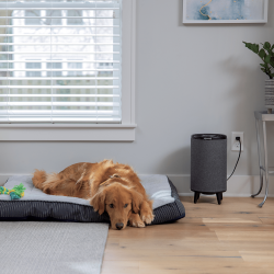 Oczyszczacz powietrza BISSELL MYair HUB (czarny) 3172N